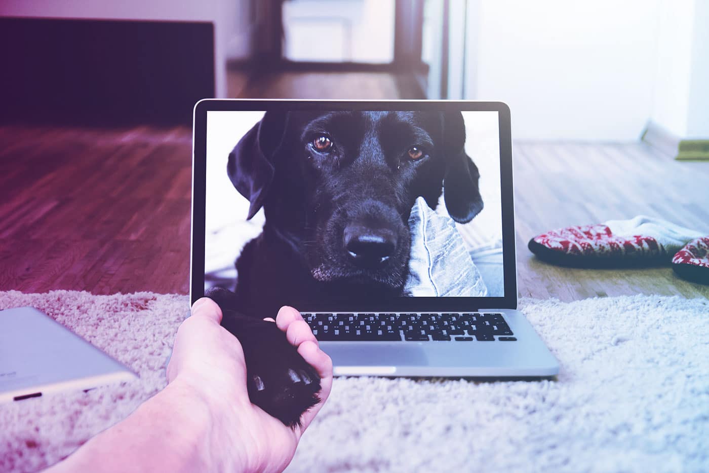 We'll-Be-in-Touch-Soon-Dog